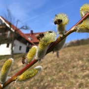 Bienen lieben die blühende Salweide