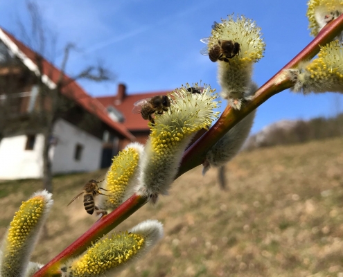 Bienen lieben die blühende Salweide