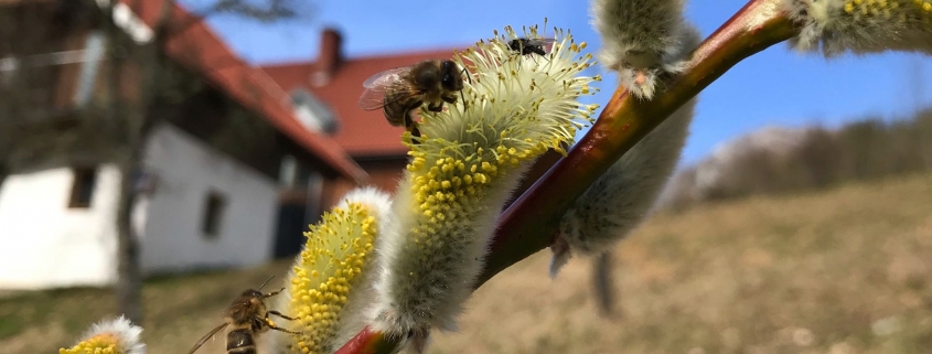 Bienen lieben die blühende Salweide