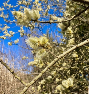 Weidenblüte mit fleißigen Bienen