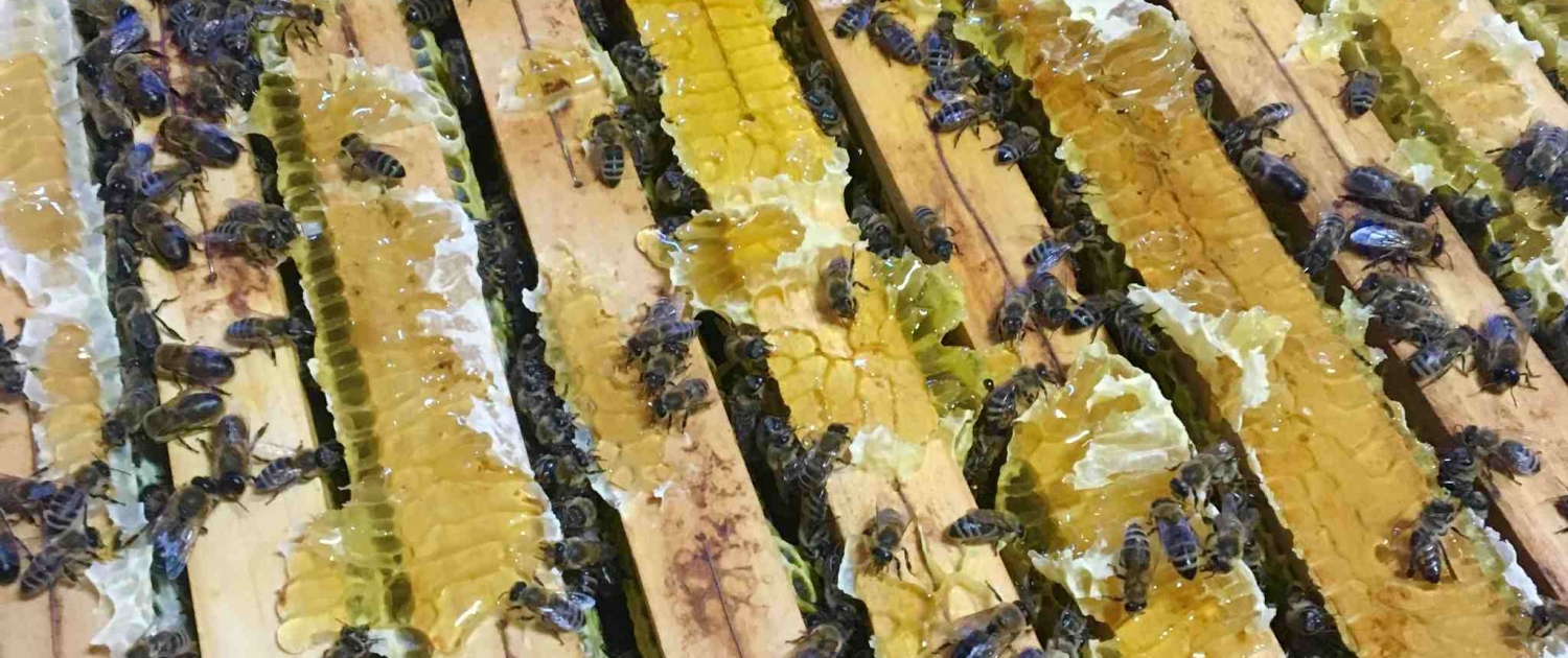 Bienenstock mit Bienen; Honig; Bienenstockwaage; BeeSaver