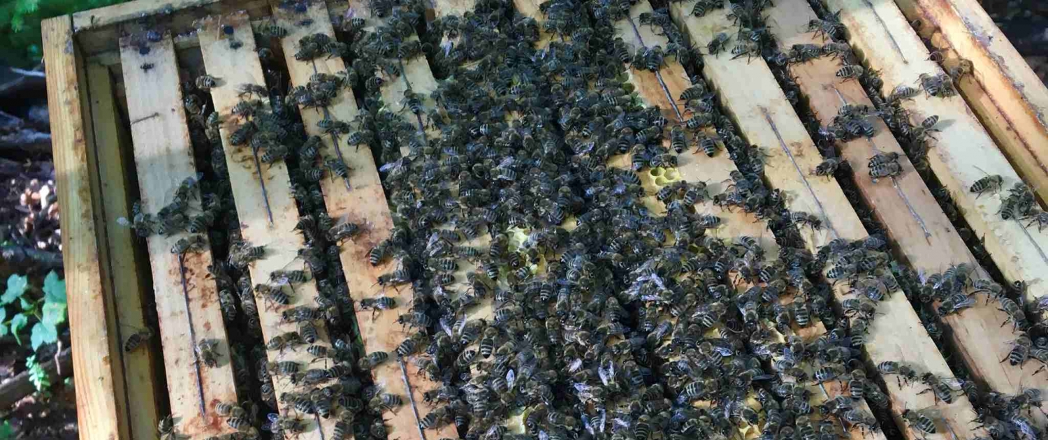 Bienenstock mit Bienen; Bienenstockwaage; BeeSaver